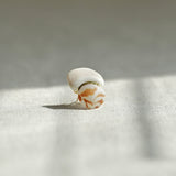 【NEW】貝殼耳環 | Shell Earring